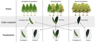 Mycobiome structure does not affect field litter decomposition in Eucalyptus and Acacia plantations